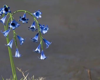 Handcrafted Metal flowers bluebell. Handmade Outdoor Bluebells. Flower Sculptures, Ornaments (2-A1)