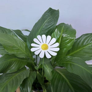 May include: A decorative white daisy with a yellow centre, set against a backdrop of vibrant green leaves. The daisy is on a thin green stem, adding a touch of nature to the indoor plant. The image is well-lit, highlighting the flower's details.