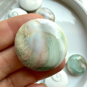 Close up Shiva Eye shell reverse side displaying natural pearl-toned shell patterns and ocean-inspired beauty