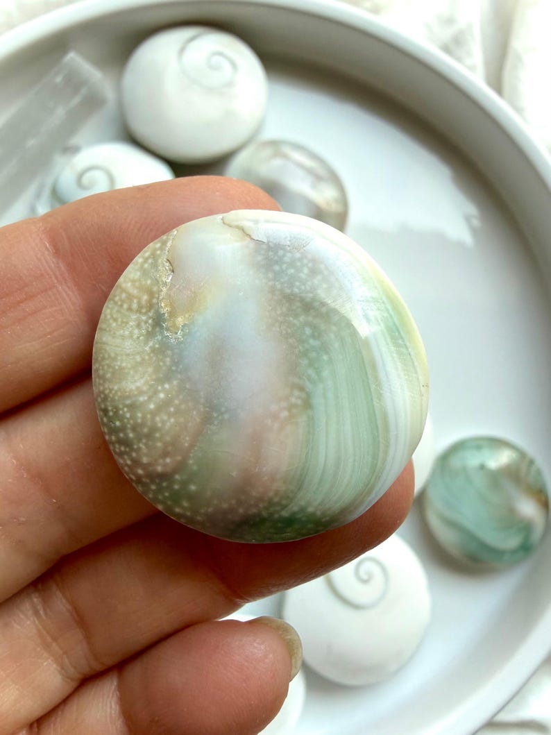 Close up Shiva Eye shell reverse side displaying natural pearl-toned shell patterns and ocean-inspired beauty