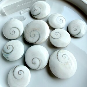natural Shiva Eye shells with spiral pattern for protection, intuition, and good fortune