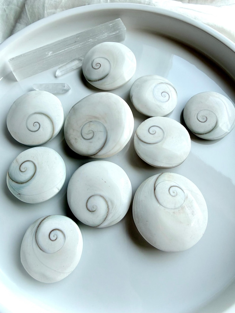 natural Shiva Eye shells with spiral pattern for protection, intuition, and good fortune