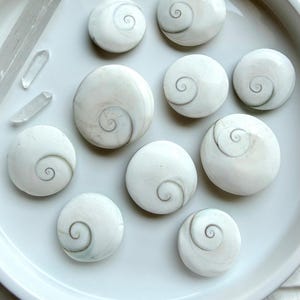 collection of natural Shiva Eye shells arranged on plate for spiritual protection and energy clearing