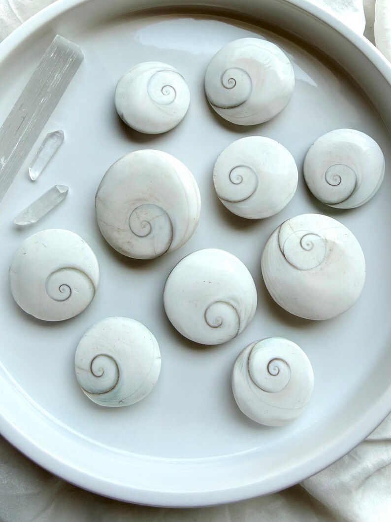 collection of natural Shiva Eye shells arranged on plate for spiritual protection and energy clearing
