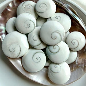 overhead view of natural Shiva Eye shells arranged in mother of pearl bowl with sacred spiral eye patterns and coastal tones
