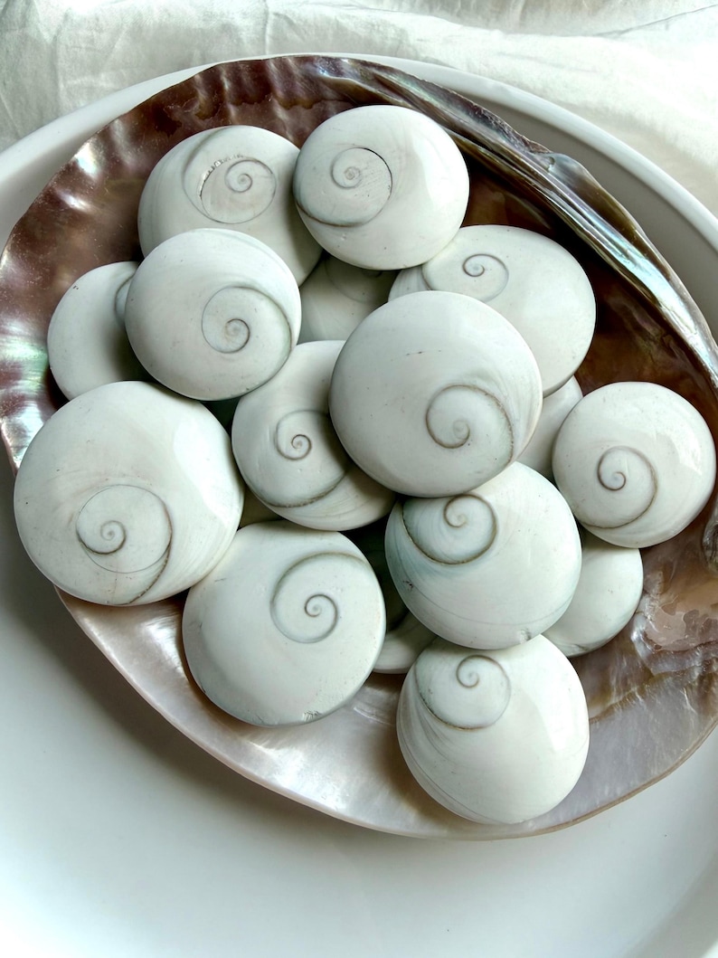 overhead view of natural Shiva Eye shells arranged in mother of pearl bowl with sacred spiral eye patterns and coastal tones