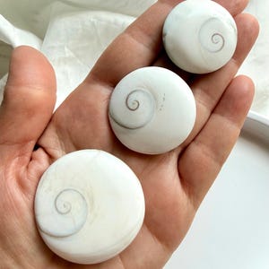 Shiva Eye Shells – Natural Seashell Talismans for Protection, Good Fortune & Spiritual Growth