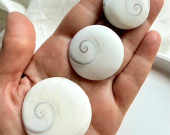 Shiva Eye Shells – Natural Seashell Talismans for Protection, Good Fortune & Spiritual Growth