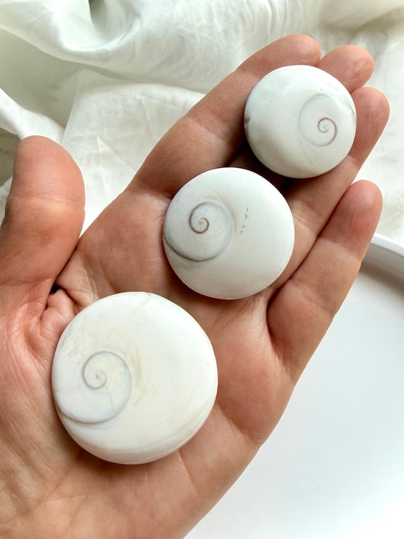 Shiva Eye Shells – Natural Seashell Talismans for Protection, Good Fortune & Spiritual Growth