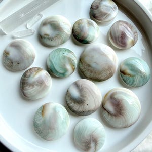 mixed Shiva Eye shells showing natural back sides with pearl-toned shell patterns and ocean-inspired colors