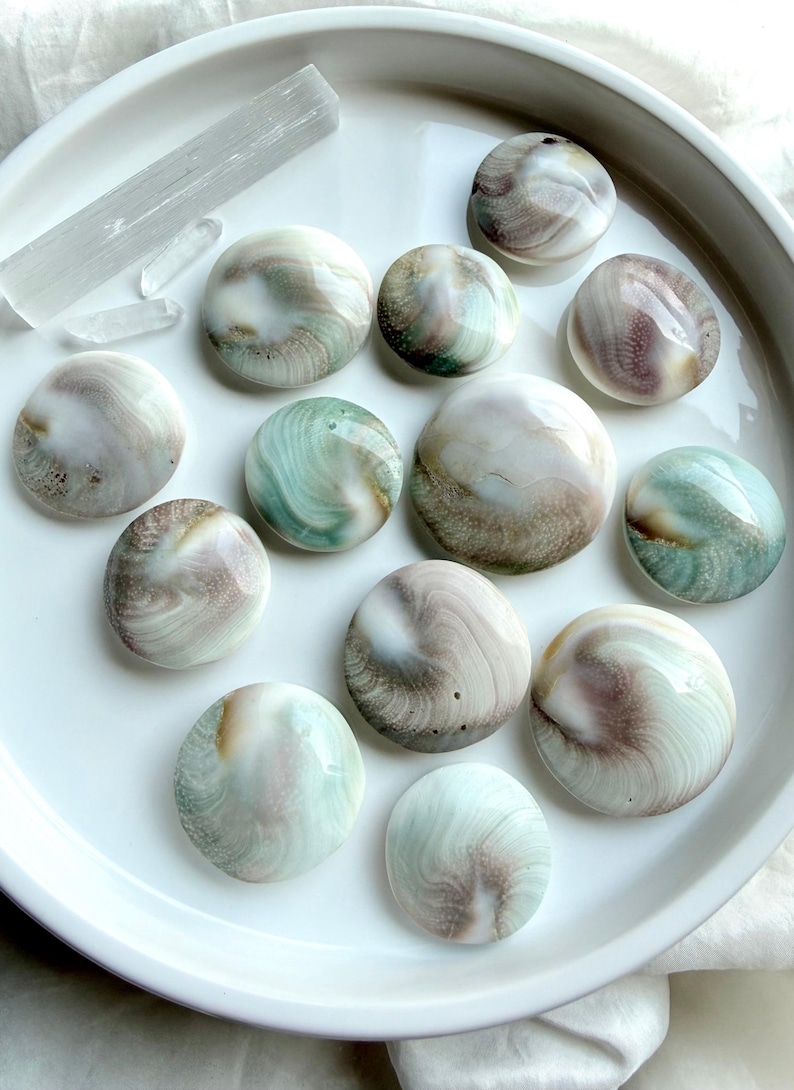 mixed Shiva Eye shells showing natural back sides with pearl-toned shell patterns and ocean-inspired colors