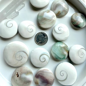natural Shiva Eye shells on a white dish with a US quarter for scale, displaying front and back sides with protective eye symbolism