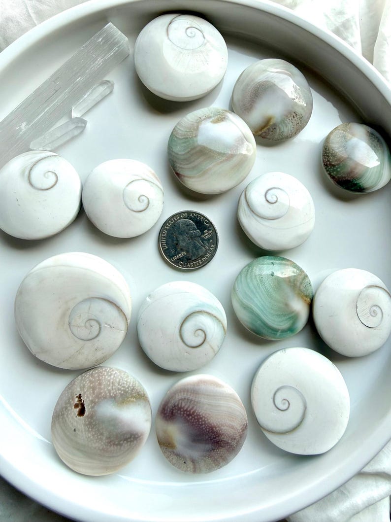 natural Shiva Eye shells on a white dish with a US quarter for scale, displaying front and back sides with protective eye symbolism