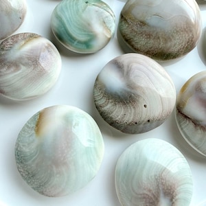 Shiva Eye shell showing natural pearl-toned reverse side with organic oceanic patterns