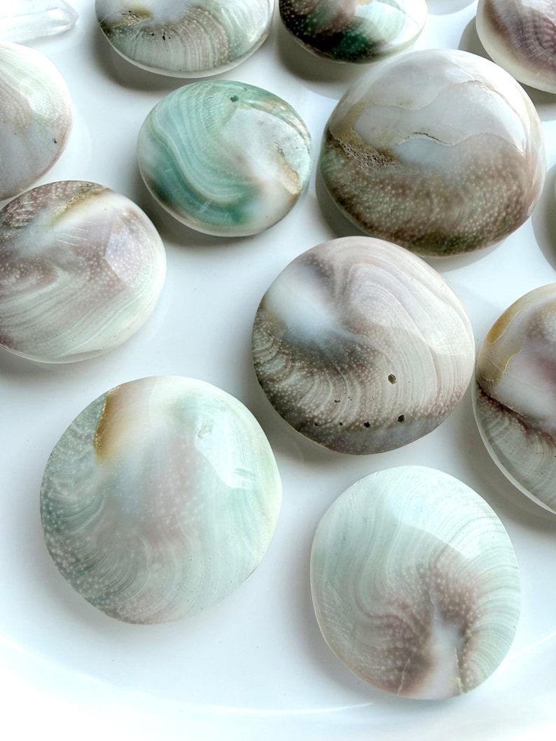 Shiva Eye shell showing natural pearl-toned reverse side with organic oceanic patterns