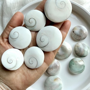 close-up of natural Shiva Eye shells on hand showing organic variation in size, color, and spiral detail