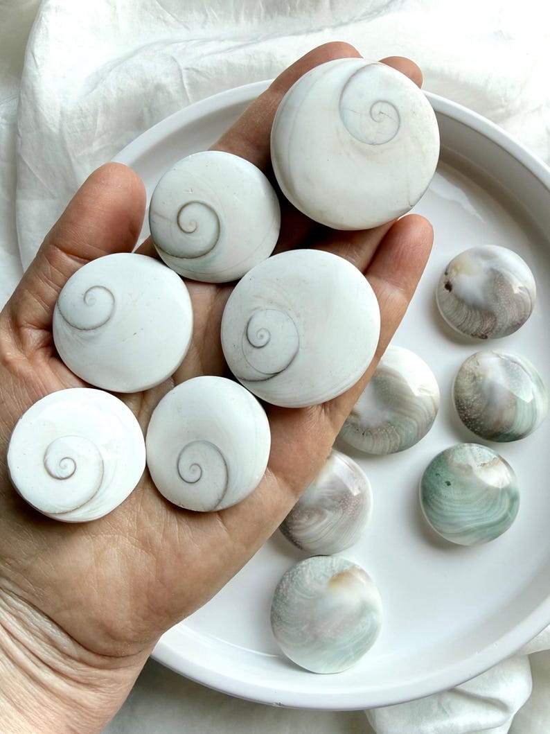 close-up of natural Shiva Eye shells on hand showing organic variation in size, color, and spiral detail