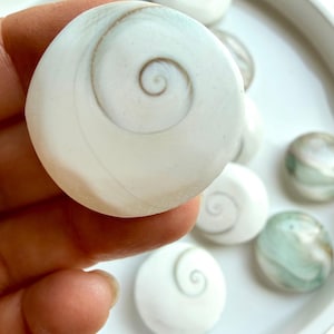 large Shiva Eye shell close-up with soft white tones and sacred spiral pattern