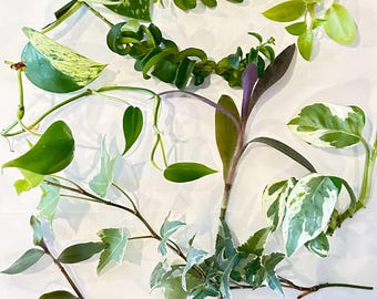 Recortes de plantas misteriosas