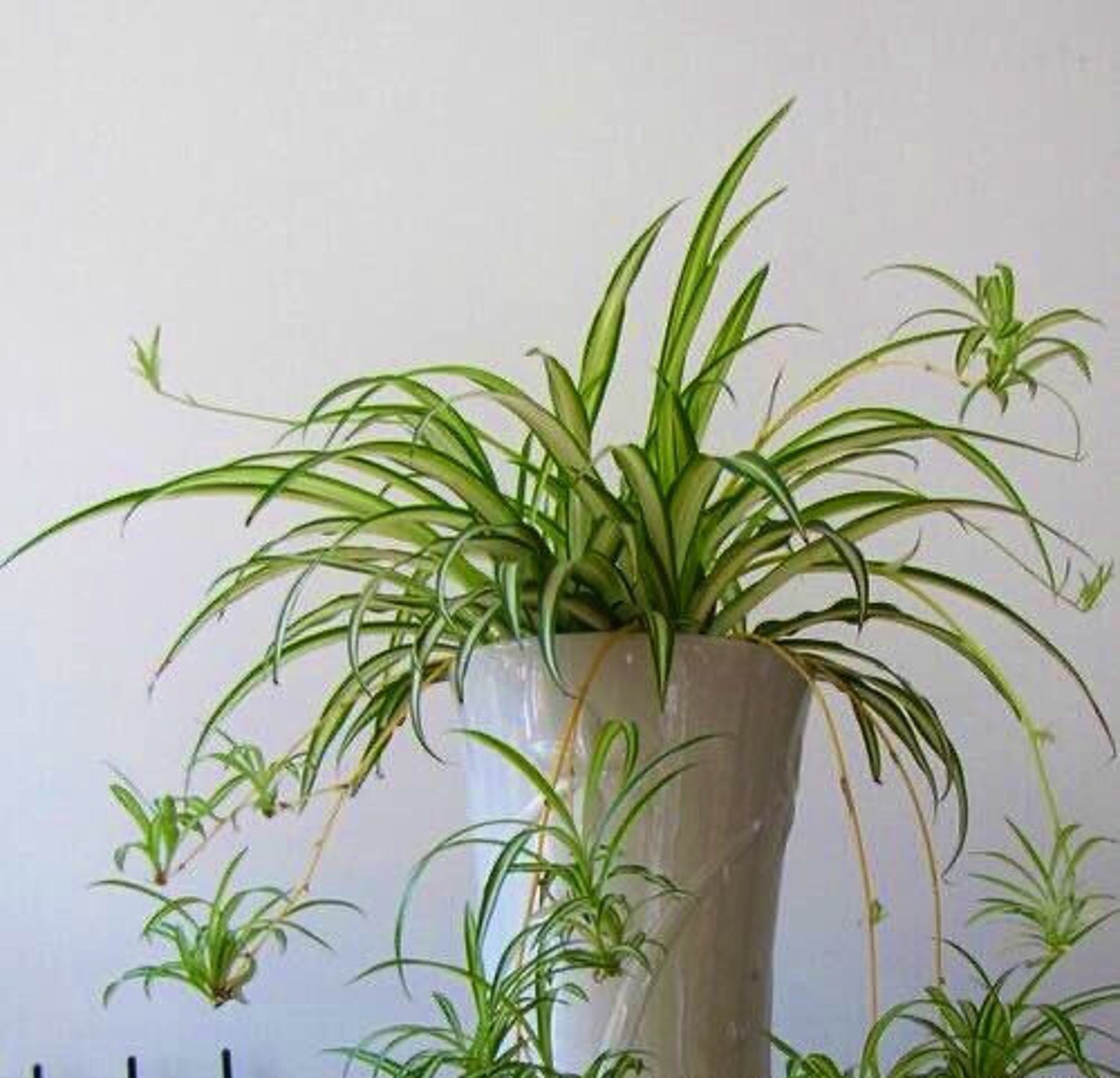 Spider baby plant in 4 pot second picture Etsy