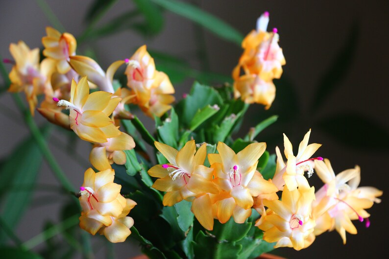 May include: Close-up of a Schlumbergera, also known as a Christmas cactus or holiday cactus, in full bloom.  The plant displays numerous vibrant yellow-orange flowers with delicate pink accents at the center. The flowers have multiple petals, creating a lush and full appearance. The cactus's green, segmented stems are visible, providing a contrast to the bright blossoms. The image showcases the plant's healthy growth and abundant blooms, highlighting its beauty and appeal as a holiday houseplant.