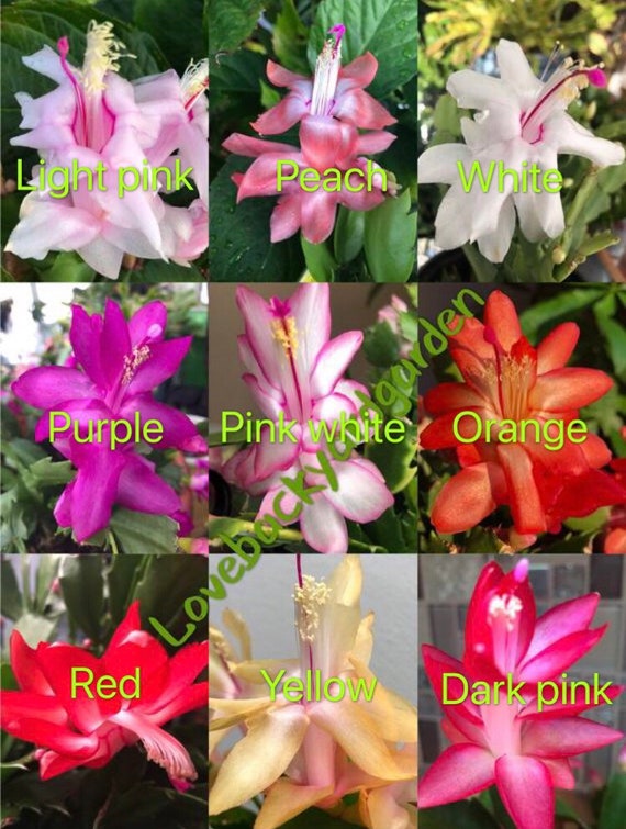calathea pink lady Calathea Pink Star 6"