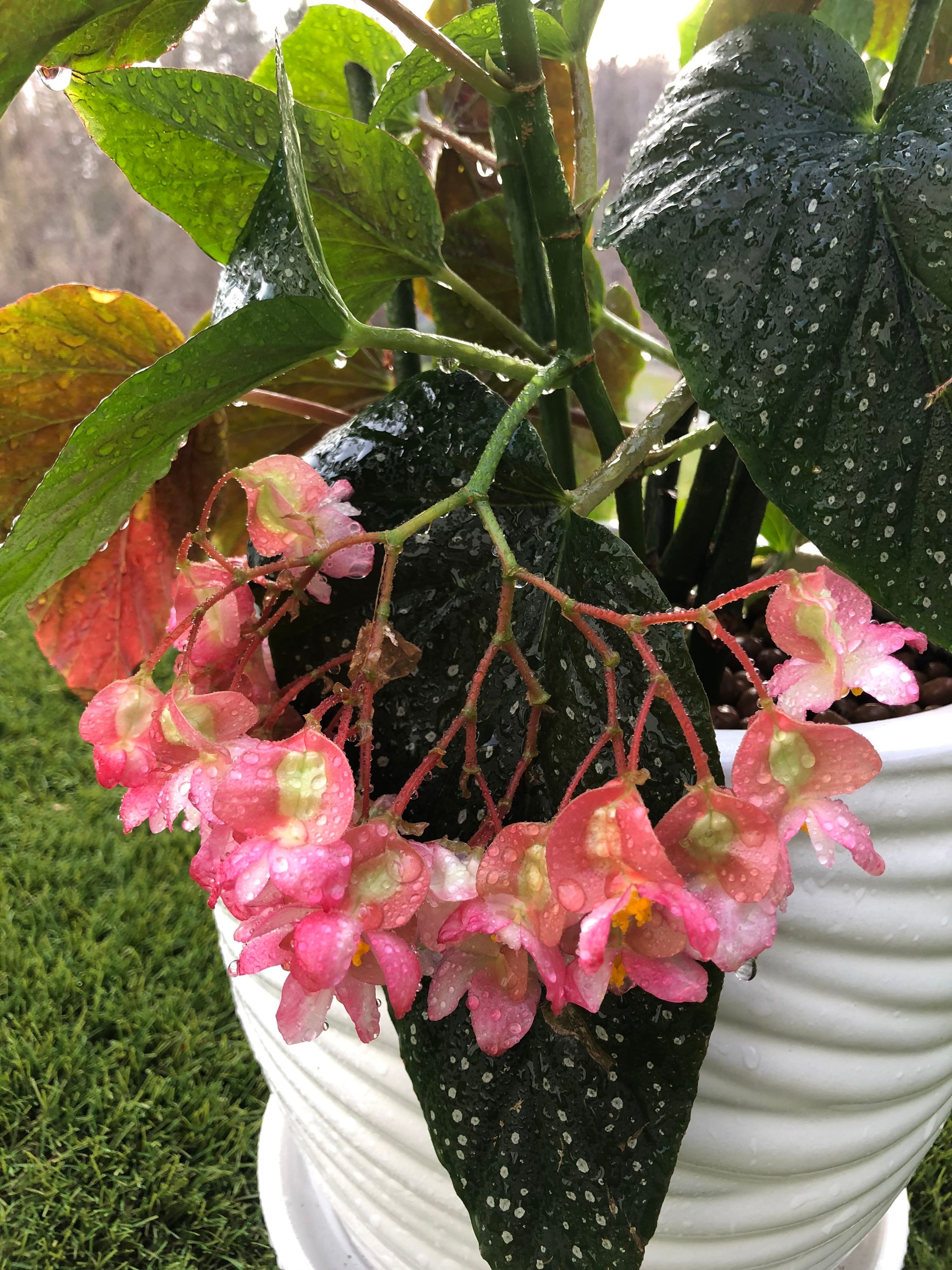 Begonia Angel wing live plant in 4 pot OR rooted cutting Etsy