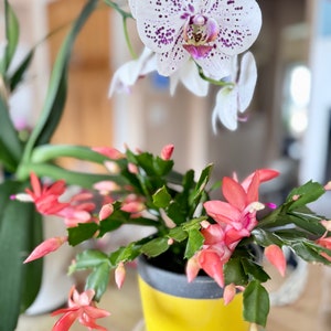 Christmas cactus /Thanksgiving cactus live plant or cuttings(Thor Olivia) no flowers now.