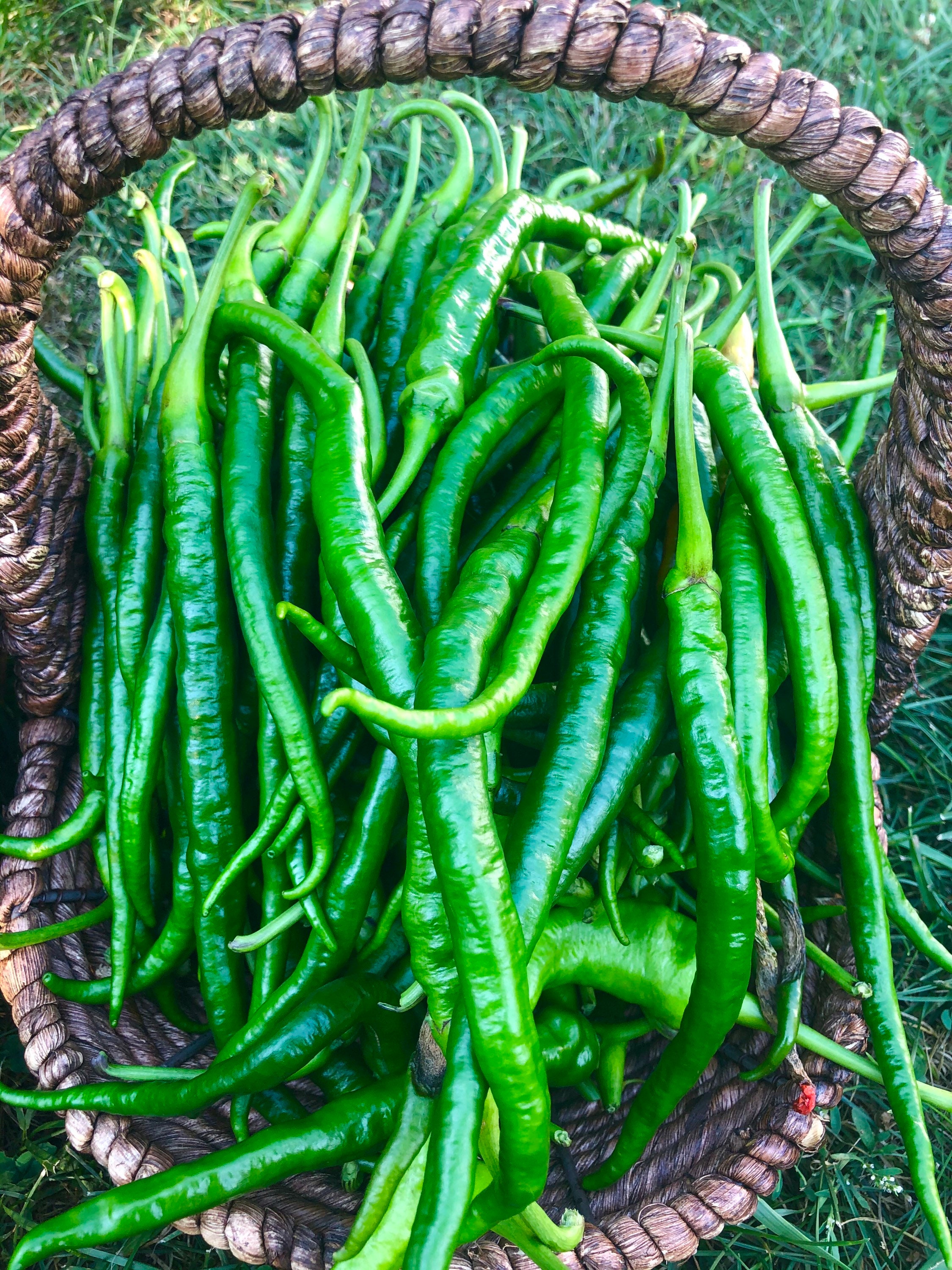 Chinese hot long pepper seeds Etsy