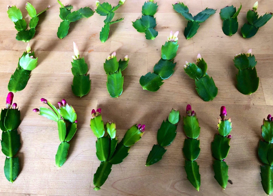 White Christmas cactus cuttings Etsy