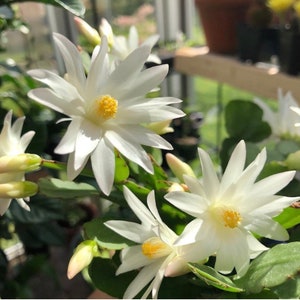Easter cactus live plant in 4” plastic pot (flowering now)
