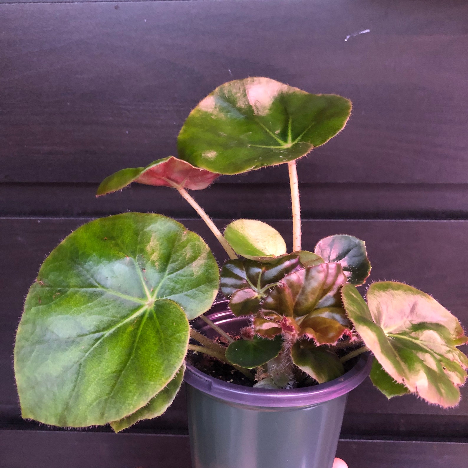 Beefsteak begonia baby plant in 4 potsecond picture Etsy
