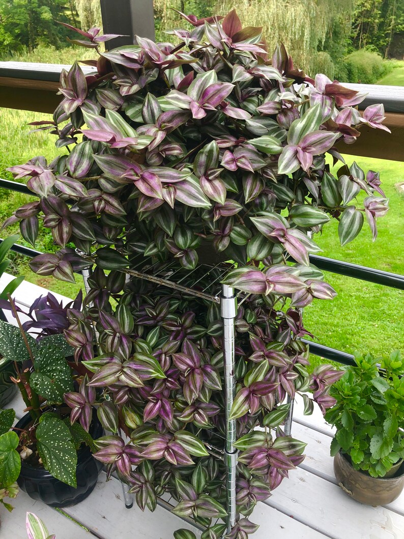 Live Wandering Jew plant 10 cuttings Etsy