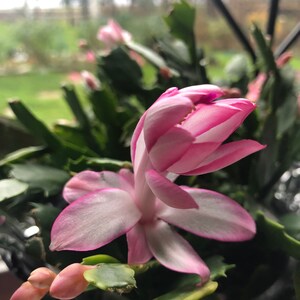 Christmas Cactus “eprics Star”cuttings (pink Lace) - Etsy