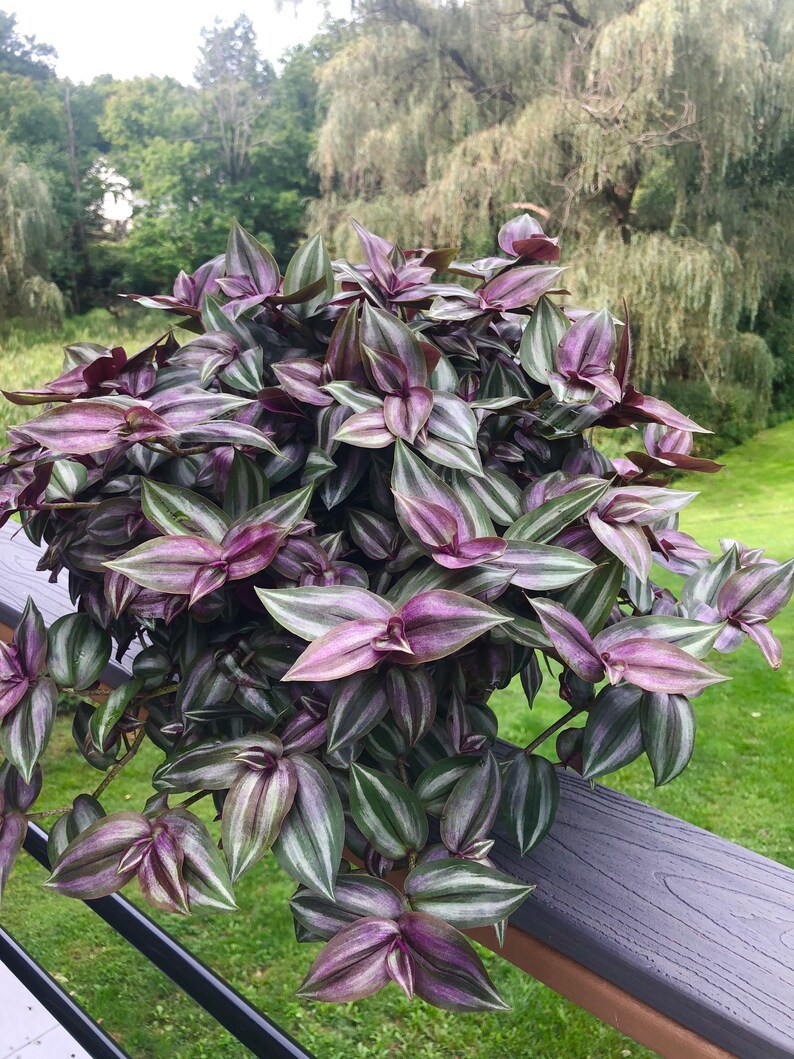 Live Wandering Jew plant 10 cuttings Etsy