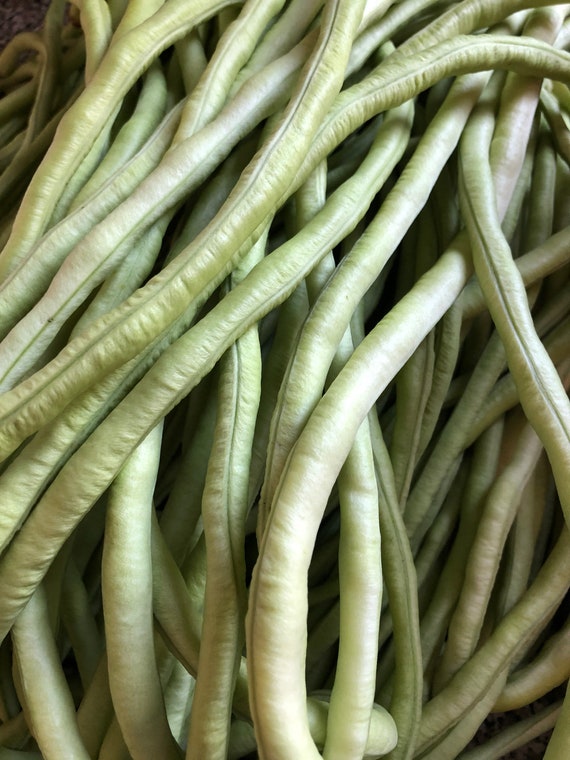 20 seeds of Yardlong green beans Etsy