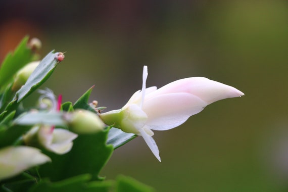 calathea white star standort Calathea majestica White Star - Quality Houseplants | Hortology