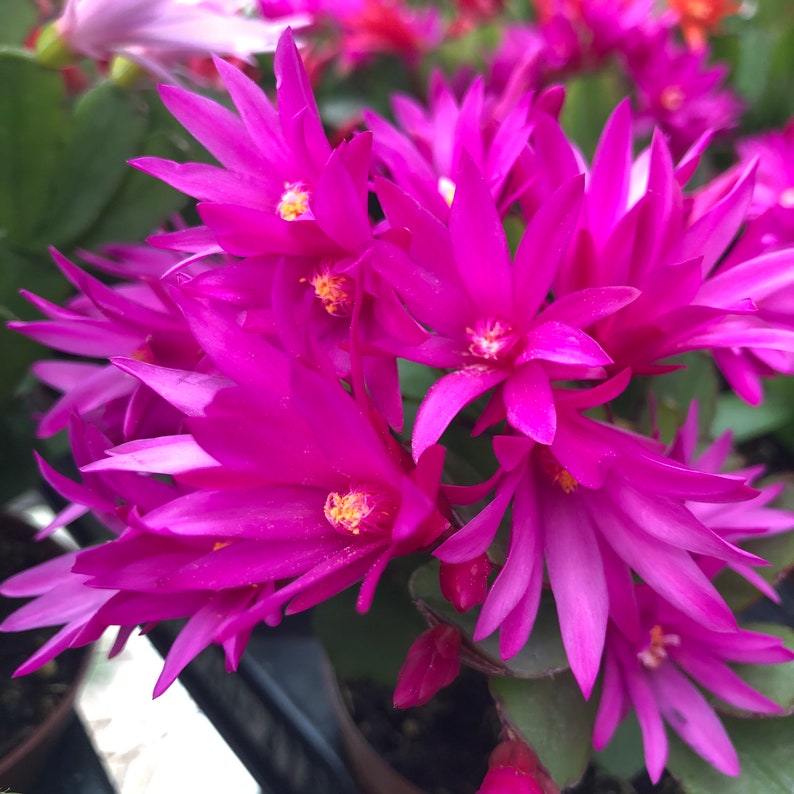 Mixed Colors Easter Cactus CUTTINGS - Etsy