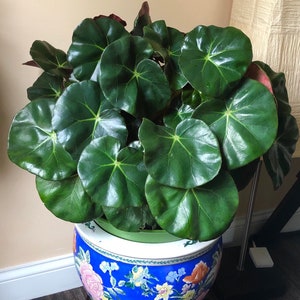 Beefsteak begonia baby plant in 4” pot(same plant as second picture) OR rooted cutting (same as third picture)
