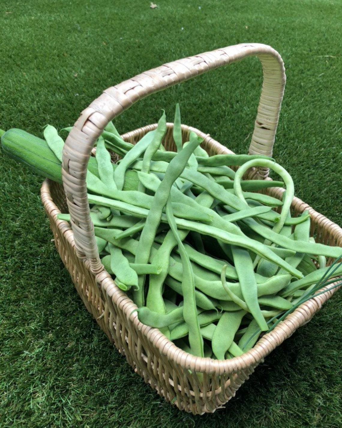 Climbing Green beans seeds Etsy