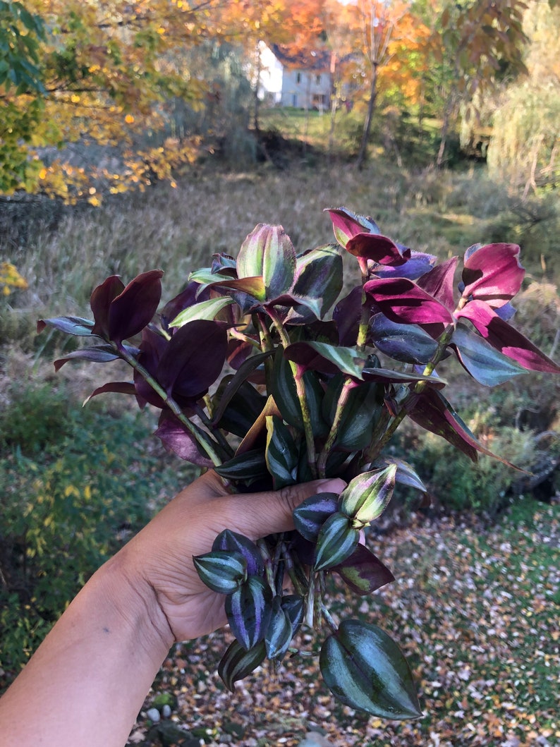 Live Wandering Jew plant 10 cuttings Etsy