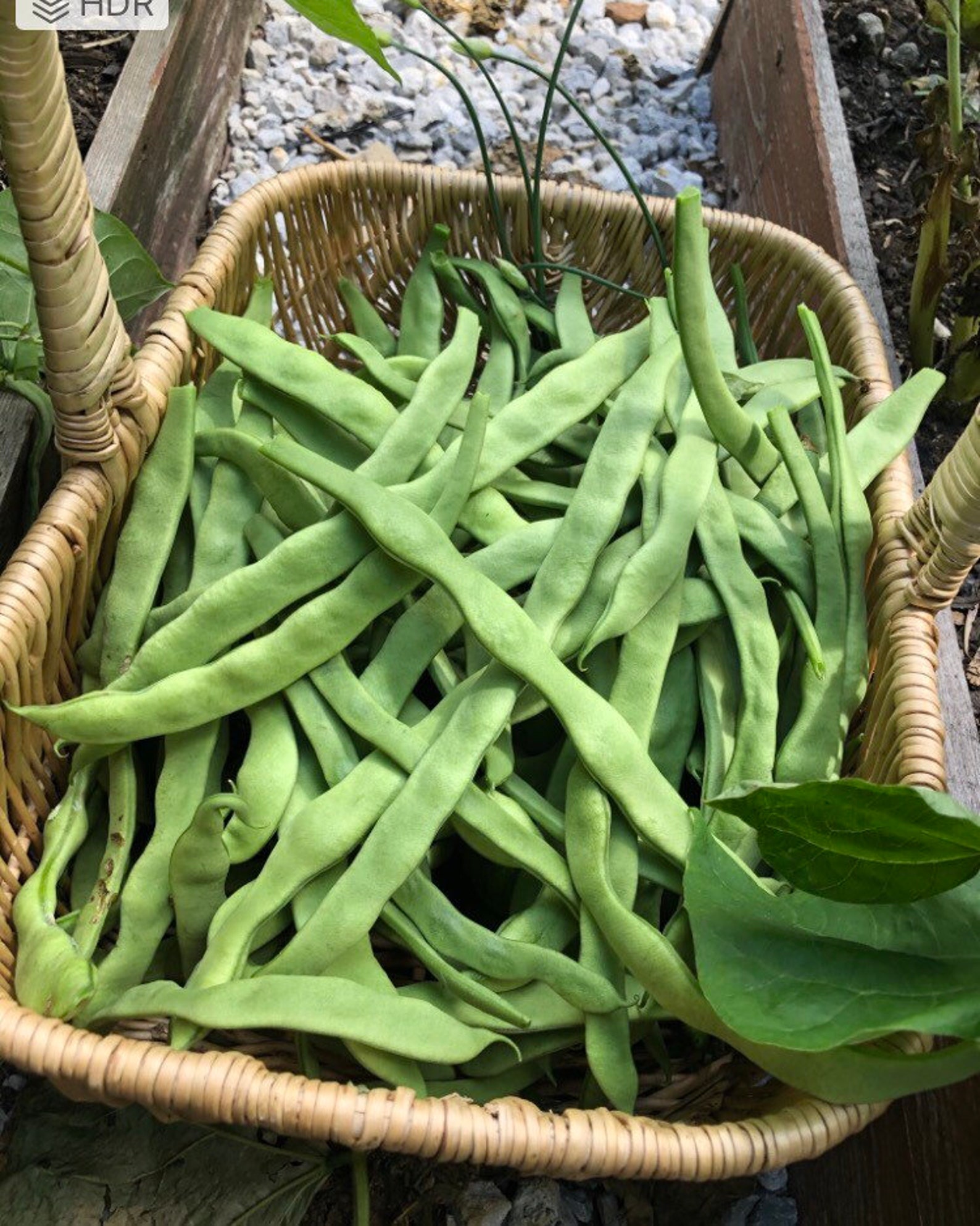 Climbing Green beans seeds Etsy
