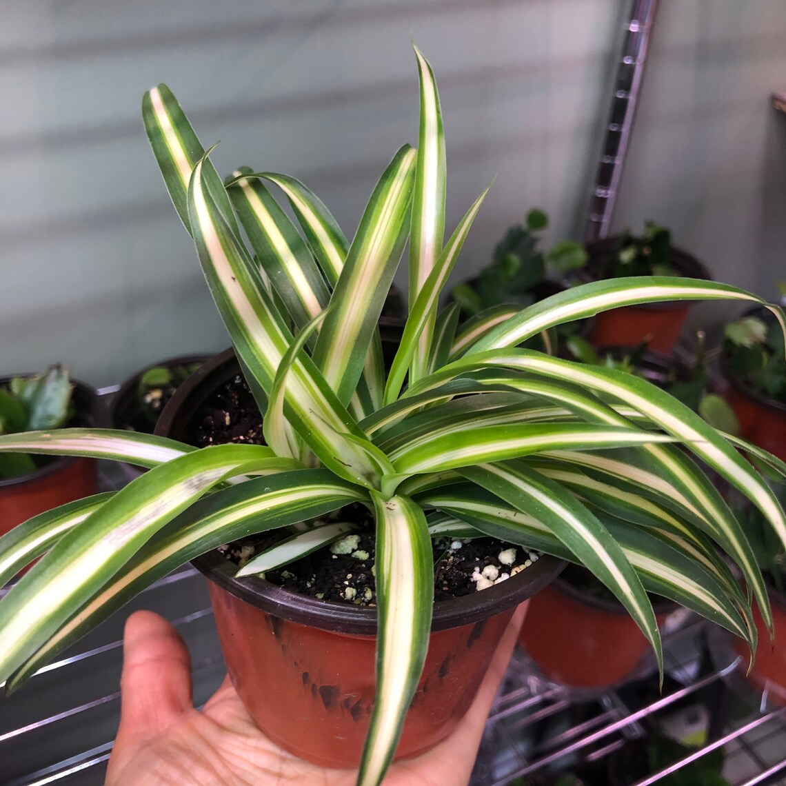 Spider baby plant in 4 pot second picture Etsy