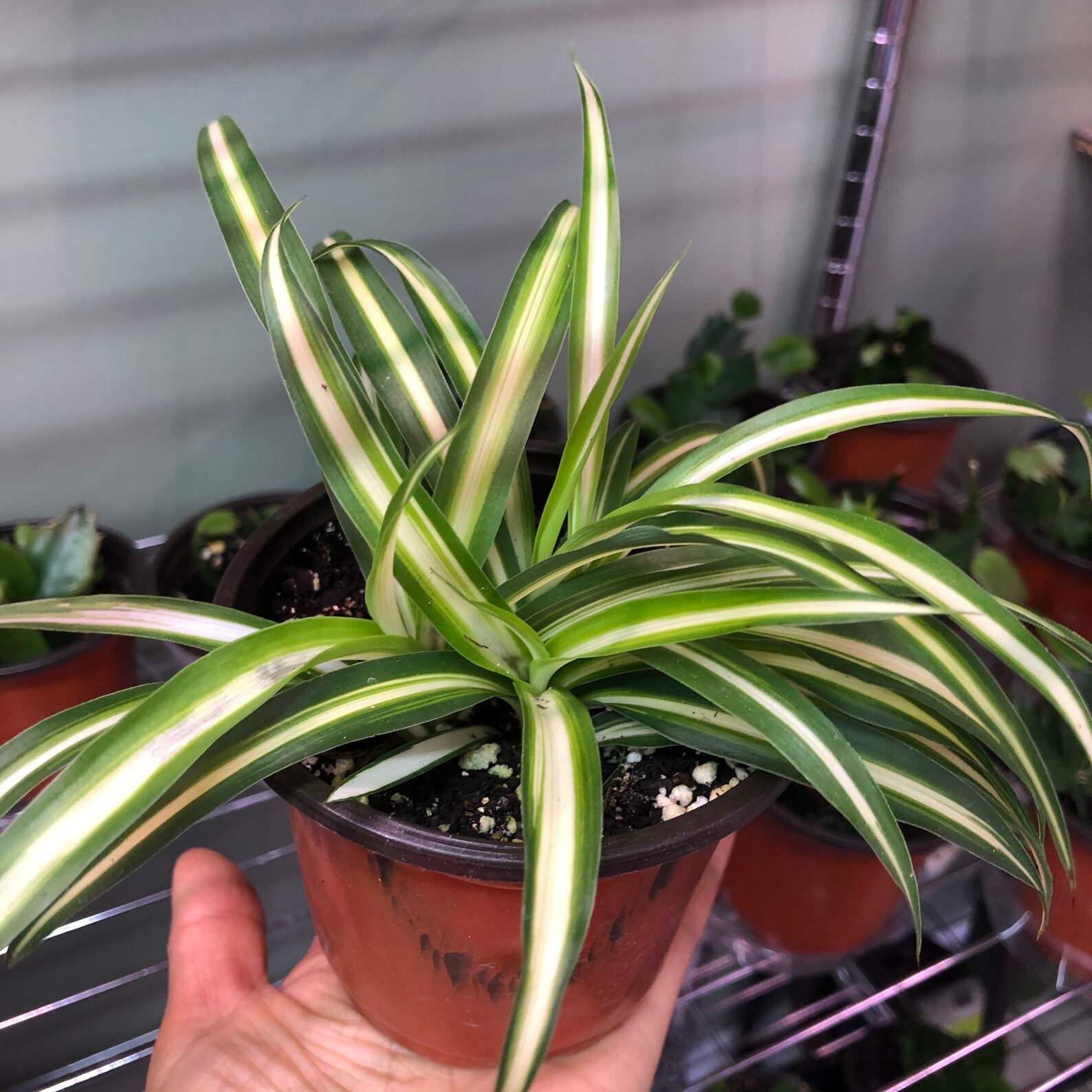 Spider baby plant in 4 pot second picture Etsy