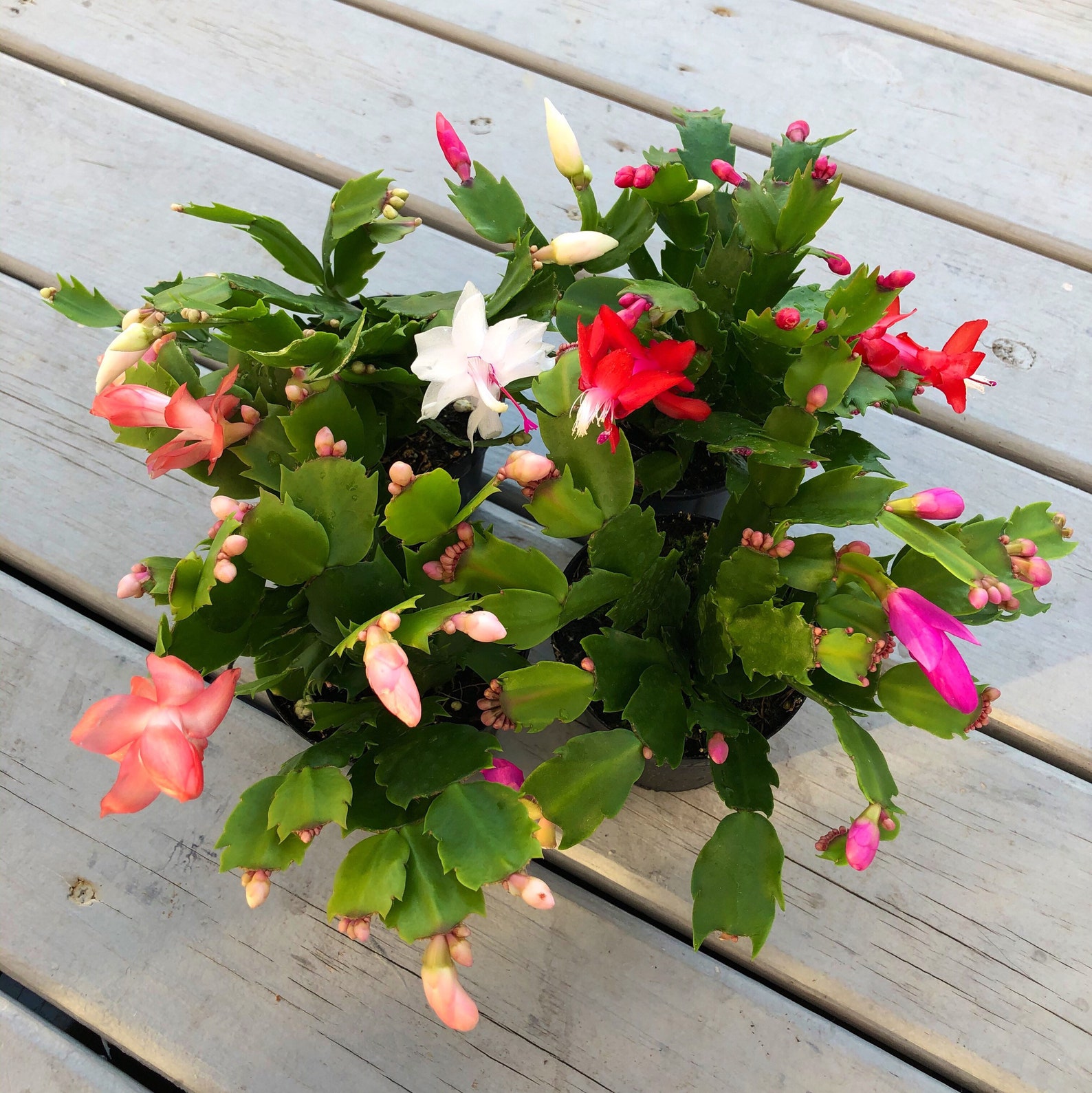 Christmas Cactus Plants For Sale