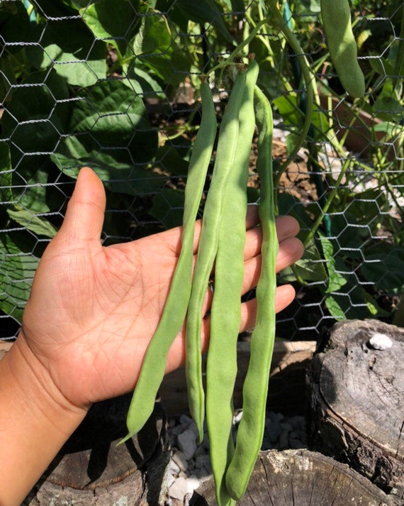 Climbing Green beans seeds Etsy