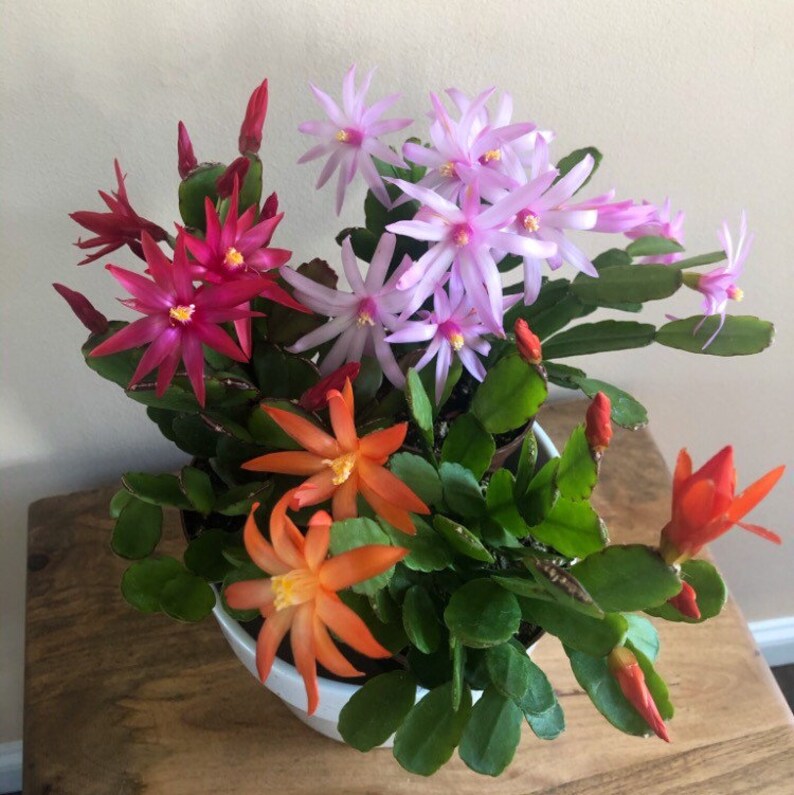 Mixed Colors Easter Cactus CUTTINGS - Etsy