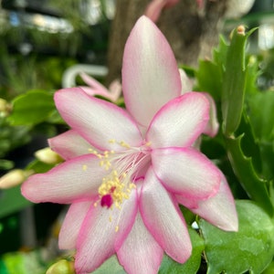 Christmas cactus “Eprics star”cuttings (pink lace)