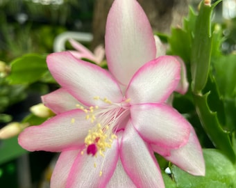 May include: A close-up of a pink and white Christmas cactus flower with yellow pollen and a pink center. The flower is in focus, while the green leaves of the plant are blurred in the background.