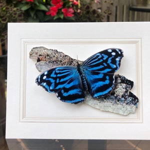 Mexican Blue Wing Butterfly, folded notecard